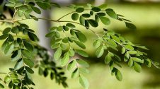 moringa