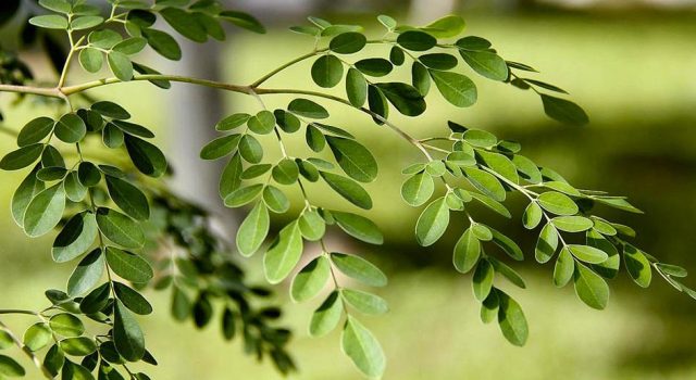 moringa