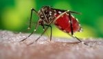 quem ja teve zika pode engravidar